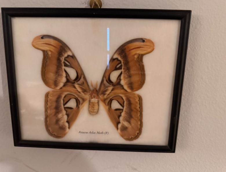 Shop this Federal Way Estate Sale for unique finds